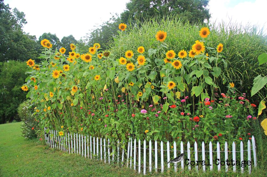 Sunflowers and white picket fence