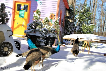 The peafowl take their firs snowy steps