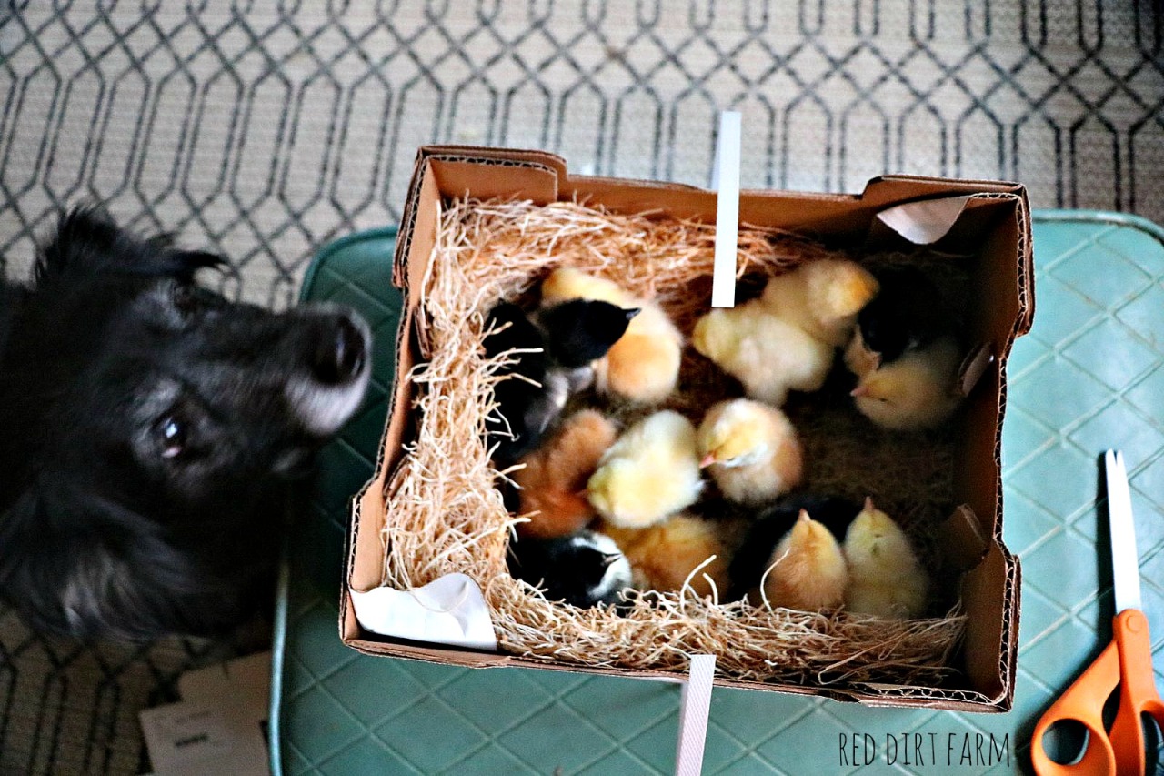 boo-with-new-chicks
